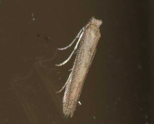 Bedellia somnulentella (Bedelliidae)?